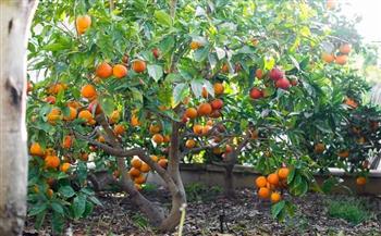 خبير: أداء قطاع الخضار والفاكهة استثنائي في ظل جائحة كورونا