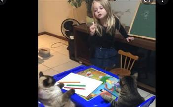 مع دخول المدارس.. فيديو طريف لفتاة تعلم قططها على طريقة «توم وجيري»