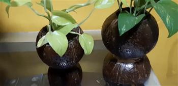 تحويل ثمار جوز الهند إلى أواني للنباتات (فيديو)
