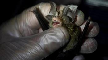 «اكتشاف صادم».. دراسة تحل لغز كهف خفافيش الصين 
