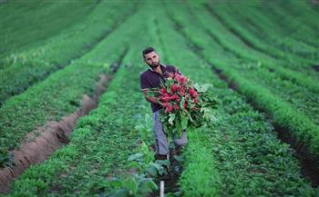 حملة وطنية وشعبية فلسطينية لدعم صمود المزارعين في وجه اعتداءات الاحتلال ومستوطنيه