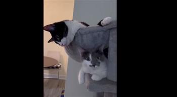 شجار طريف بين قطتين يثير سخرية رواد التواصل الاجتماعى (فيديو) 