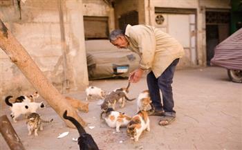 «عم سيد» يطعم القطط فى شوارع السيدة زينب: «ربنا بيرزقنى بيهم» (صور وفيديو)