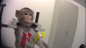منها الصعق بالكهرباء.. فيديوهات تعذيب القرود تثير غضبًا عالميًا