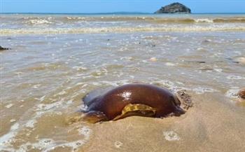 العثور على حيوان غريب  على شاطئ أسترالى