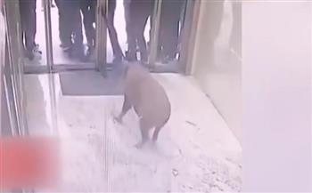 لقطات مروعة لخنزير بري يقتحم مقر أحد البنوك الصينية ويثير الذعر (فيديو)