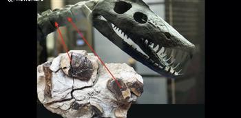 اكتشاف ديناصور صغير فى نيوزيلندا عمره 80 مليون عام بعد الفيضان
