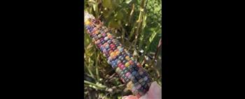 امرأة تزرع ثمار الذرة الزجاجية الملونة في حديقة منزلها (فيديو)