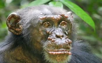 اكتشاف الجذام في وجوه الشمبانزي البري لأول مرة