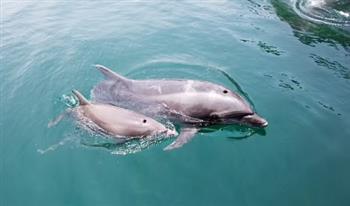دراسة غريبة: الدلافين التي تعيش قبالة سواحل ويلز تتحدث بلهجة سكان البلد 