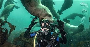 مصور روسي يلتقط صورًا لفقمة البحر وهي «تقضم رأسه» في رحلة غوص