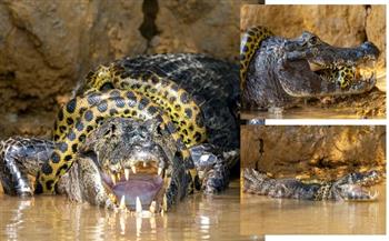 تمساح ذكى ينهي معركة حياة أو موت مع أناكوندا بطريقة لا تصدق (فيديو)