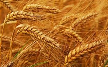 ارتفاع إنتاج مصر من القمح بنسبة 6.2 % في 2019 / 2020 ليصل إلى 9.1 مليون طن