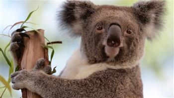 أستراليا تبدأ فى تحصين مئات من دببة "الكوالا" ضد عدوى مرض "الكلاميديا"