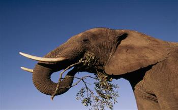 فيل غاضب يدهس سائحًا في زيمبابوي أمام ابنه بطريقة مروعة 