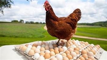 بعد ارتفاعها الجنوني.. أزمة ارتفاع أسعار البيض تنتهى خلال أيام بقرارات عاجلة 