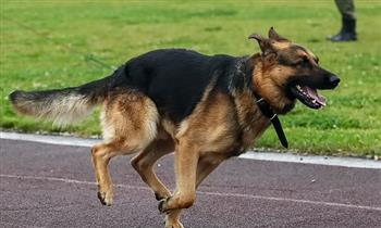 دراسة حديثة: الكلاب تصاب بفرط الحركة والنشاط مثل الإنسان 