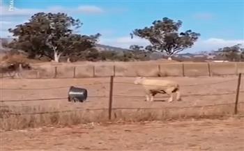 خروف يتحدى ميسي ورونالدو بحركة أكروباتية عجيبة (فيديو)