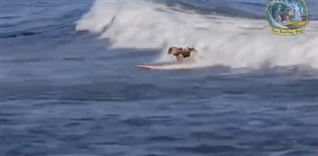 فيديو طريف لمهارة كلب يتزلج على المياه