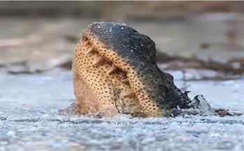 رأس متجمد وجسم يتحرك.. ظاهرة غريبة تحدث لتمساح بسبب الثلوج (فيديو)