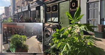 مواطنون فى بريطانيا يلاحظون زراعة «نباتات القنب المخدرة» فى شوارع بريستول