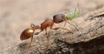 سر الخلود.. اكتشاف دودة شريطية تمنح النمل حياة وشبابًا أبديًا