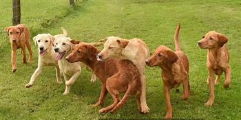 بريطاني يحول حياة 7 كلاب مشردة إلى جنة