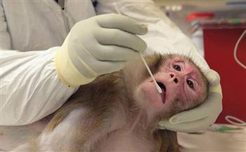 دراسة أمريكية: جين في الفئران والقرود نجح في منع تكاثر الفيروسات الخطرة