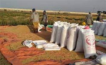 حصاد 44 ألف فدان أرز و5 آلاف فدان قطن منذ بدء موسم الحصاد بدمياط
