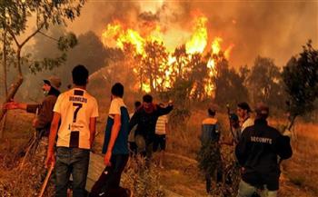 الجزائر تطلق منصة رقمية لإعادة تأهيل الغابات المتضررة من الحرائق الأخيرة