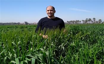 الدكتور أحمد القط  عضو مركز «البحوث الزراعية» يكشف تفاصيل استنباط أصناف جديدة من القمح (حوار)