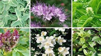 «زراعة بني سويف»: تصدير 700 طن نباتات طبية عطرية بـ 60 مليون دولار 