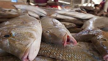 استقرار أسعار الأسماك اليوم 24-10-2021