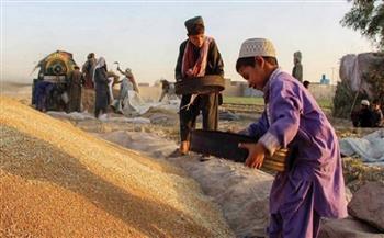 "طالبان" تعلن برنامج "العمل مقابل القمح" لمواجهة البطالة