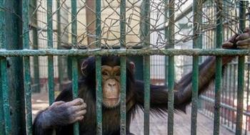 حدائق الحيوان توجه نصيحة لحائزي «النسانيس»: احذروا تحولها