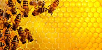 جامع العسل.. مهنة مرة رغم حلاوة منتجها (فيديو)