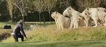 سائح متهور يقتحم موطن النمور الآسيوية في حديقة برية (فيديو)