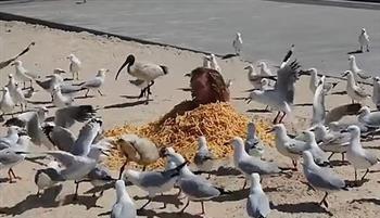 جنون التواصل الاجتماعى.. شاب يحوّل نفسه لطعام من أجل طيور النورس (فيديو)