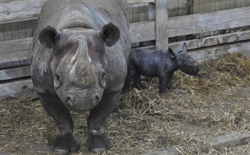 حدث نادر.. ولادة وحيد قرن أسود مهدد بالانقراض في حديقة بريطانية 