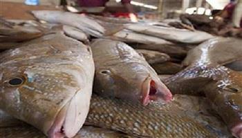 أسعار الأسماك اليوم 29-10-2021