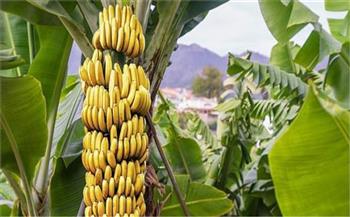 الزراعة تصدر نشرة بالتوصيات الفنية لمزارعي الموز لسهر نوفمبر