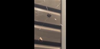عنكبوت غريب يصطاد الحشرات ويسحبها باستخدام شبكته (فيديو)