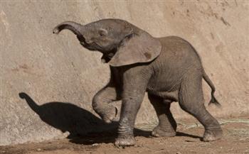دراسة: صغار الأفيال تستفيد بشكل أقوى من وجود أخوة لهم من الإناث