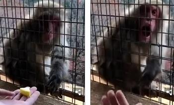 فيديو طريف لرد فعل مضحك لقرد ردا على خدع سحرية يقوم بها زائر في حديقة حيوان يابانية