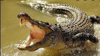 شاهد.. لحظات مرعبة لهجوم تمساح على طفل أثناء الصيد