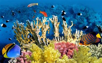 اختفاء 14% من الشعب المرجانية في العالم بين عامي 2009 و 2018