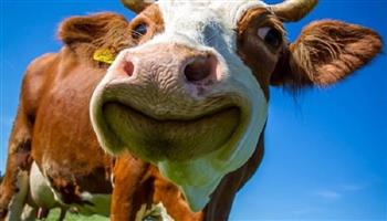 جنون البقر ونبياه.. أزمة جديدة تضرب اللحوم المستوردة 