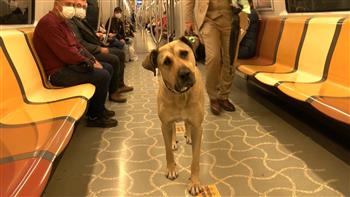 الكلب "بوجي" يستقل وسائل النقل العامة في تركيا يوميًا للتنقل بين الدول والقارات
