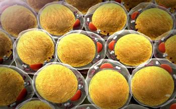 التعديل الجينى للخلايا الدهنية المخزنة يحولها لخلايا دهنية حارقة للطاقة