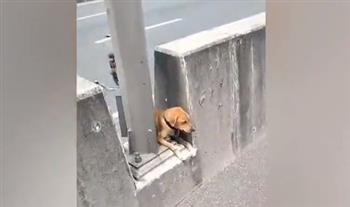عملية إنقاذ كلب عالق فى وسط الطريق تستحوذ على قلوب رواد التواصل الاجتماعي.. فيديو 